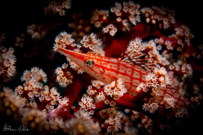 Green eyes. I don't see these fish often, and had to obse... by Steven Miller 