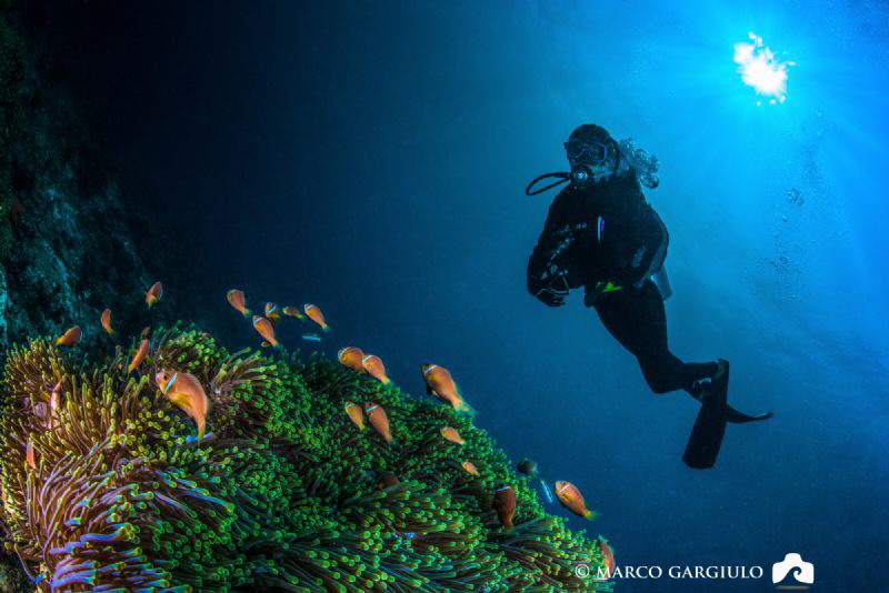Clownfish family & Lory by Marco Gargiulo 