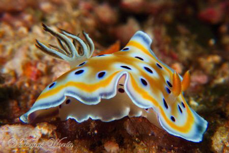 Close up of Chromodoris geminus by Tomas Woren 