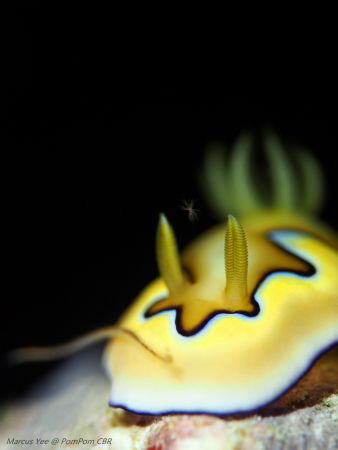 Title: Creamy 
When : Feb 2016 
Where : Celebes Beach R... by Marcus Yee 