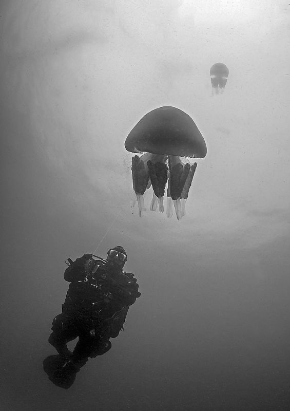 Silhouette - barrel jellyfish.
The Manacles - Cornwall. by Mark Thomas 
