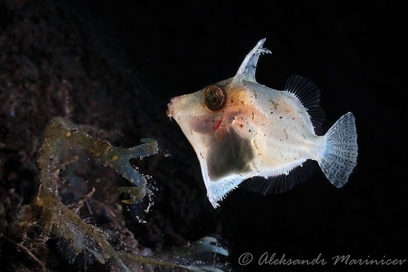 I don't know this fish by Aleksandr Marinicev 