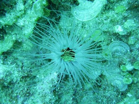 Image captured at 70ft off Okinawa shores. Taken with Sea... by Andrew Page 