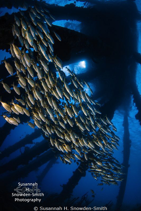 Schooling grunts race under the salt pier in Bonaire! I l... by Susannah H. Snowden-Smith 