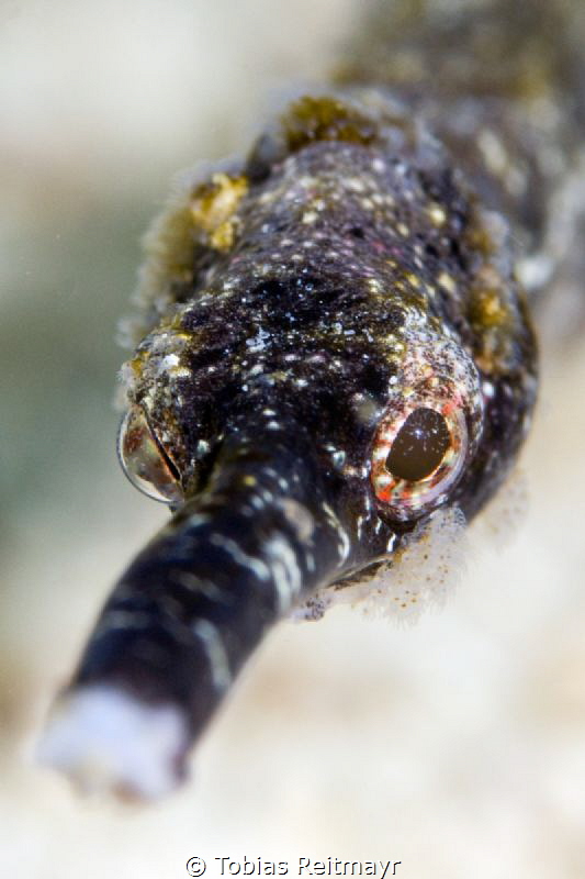 Pipefish, Giant Clam, Puerto Galera by Tobias Reitmayr 