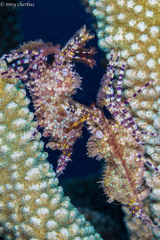Double Trouble: Female Saron Shrimp by Tony Cherbas 
