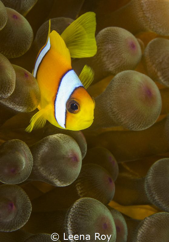 Anemonefish by Leena Roy 