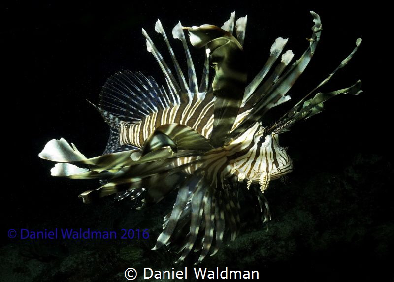 Lionfish by Daniel Waldman 