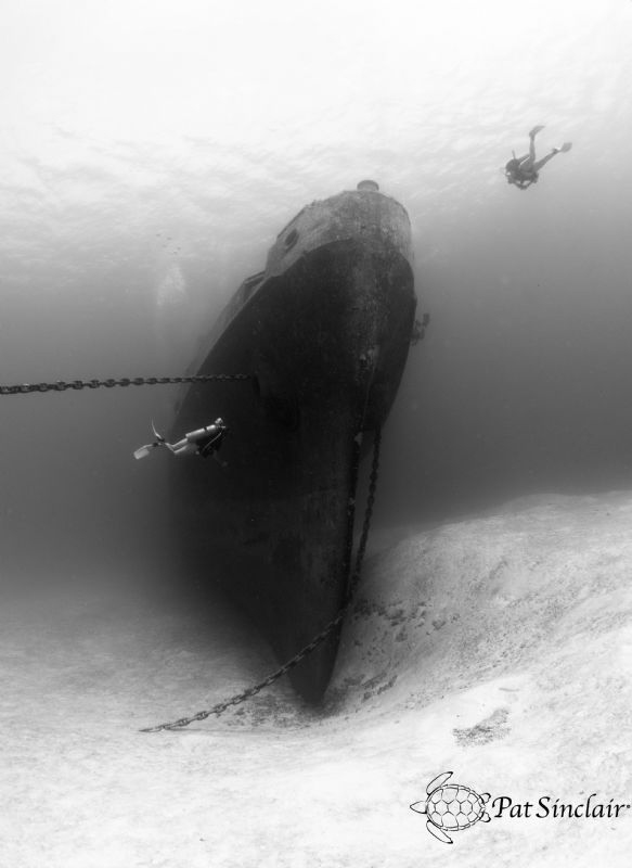 Kittiwake by Patricia Sinclair 