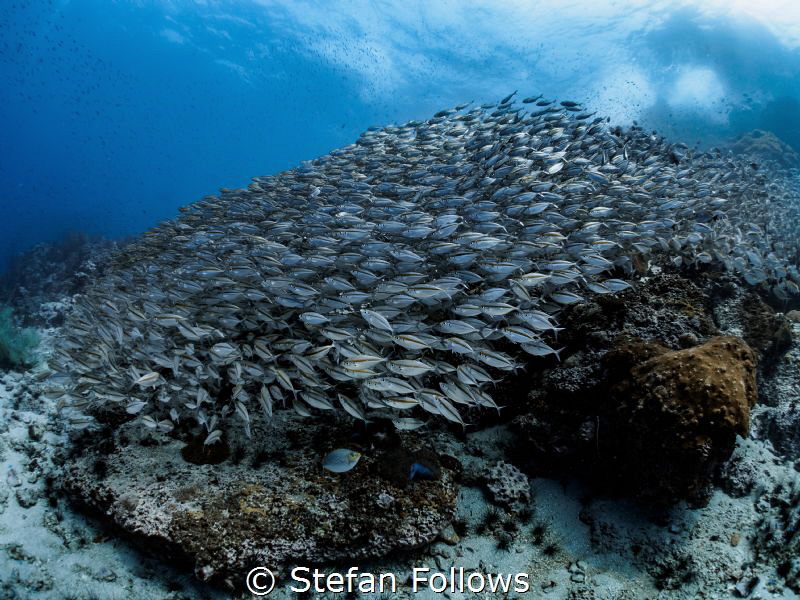 Flow. Oxeye Scad - Selar boops. Sail Rock, Thailand by Stefan Follows 