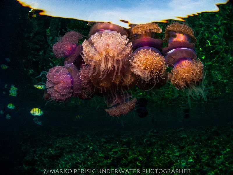 JELLIES by Marko Perisic 