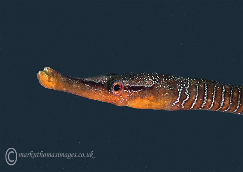 Snake pipefish.
Trefor Pier, N. Wales. by Mark Thomas 