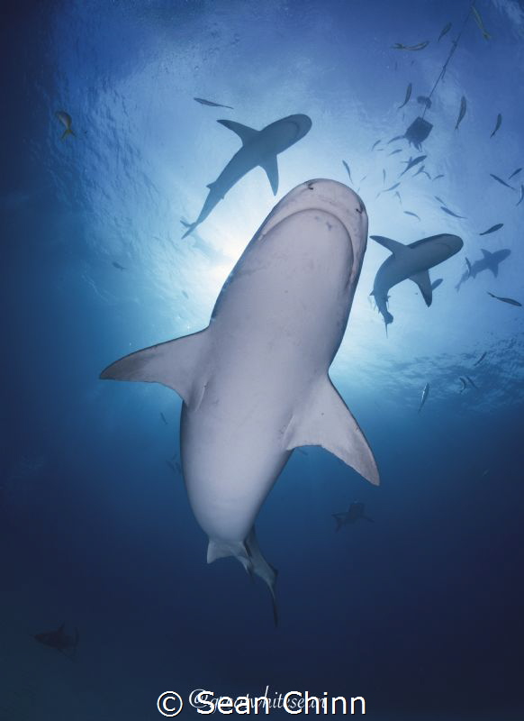 Shark Gang. A Tiger Shark with Reef Shark protection ;) by Sean Chinn 