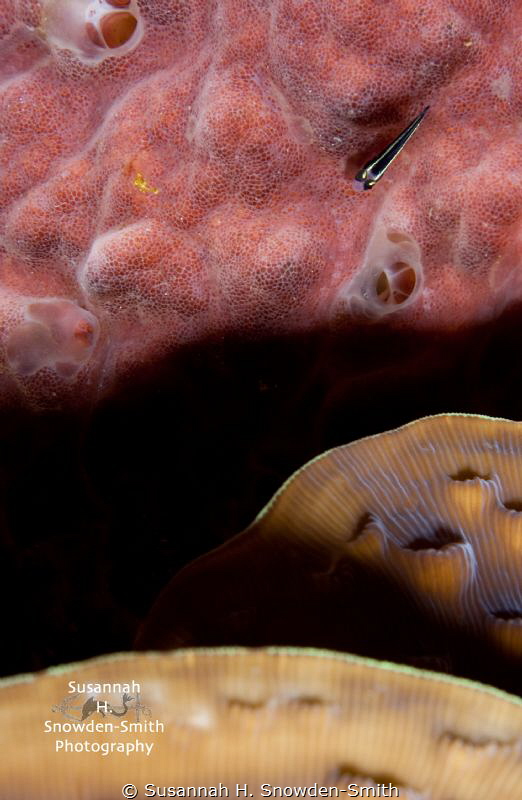 "Layers" - A sharknose goby draws the eye into the corner... by Susannah H. Snowden-Smith 