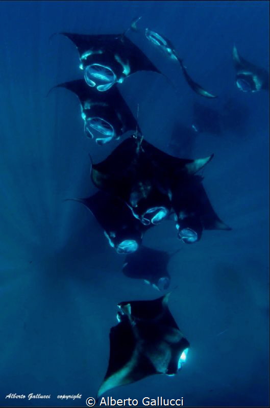 Mantas in Hanifaru Lagoon, Maldives by Alberto Gallucci 