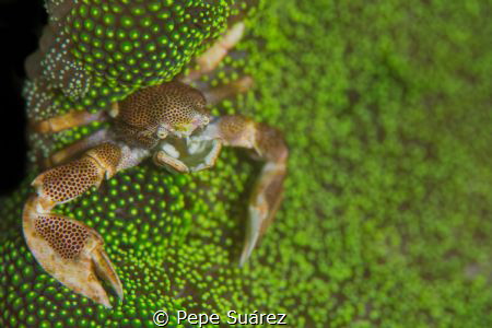 porcelain crab on fluorescent anemone by Pepe Suárez 