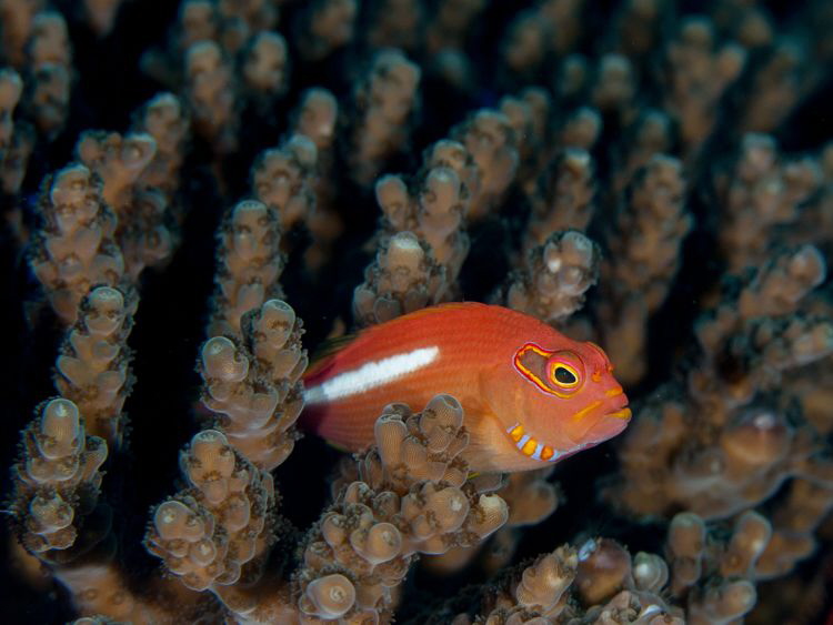 I love the way that light changes the scene underwater fr... by Chris Pienaar 