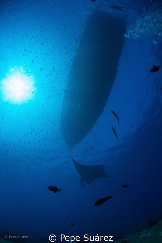 manta under the boaat :) by Pepe Suárez 