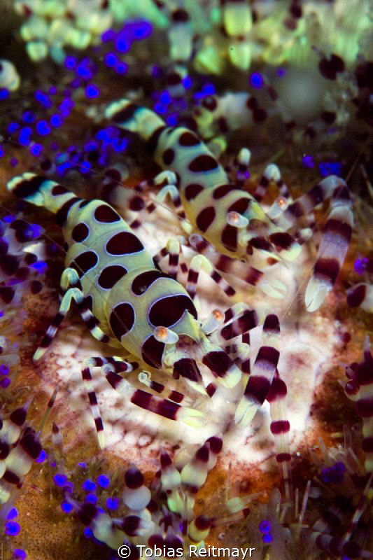 Coleman shrimp on Fire urchin, Boulders, Puerto Galera by Tobias Reitmayr 