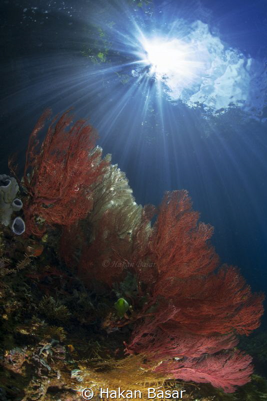 The Passage - Coral Gardens by Hakan Basar 