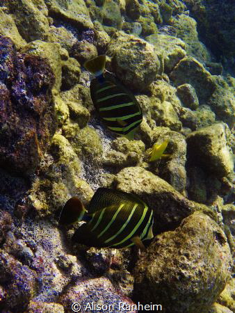 Double Sailfish Tang Surgeonfish #2, Hawaii by Alison Ranheim 