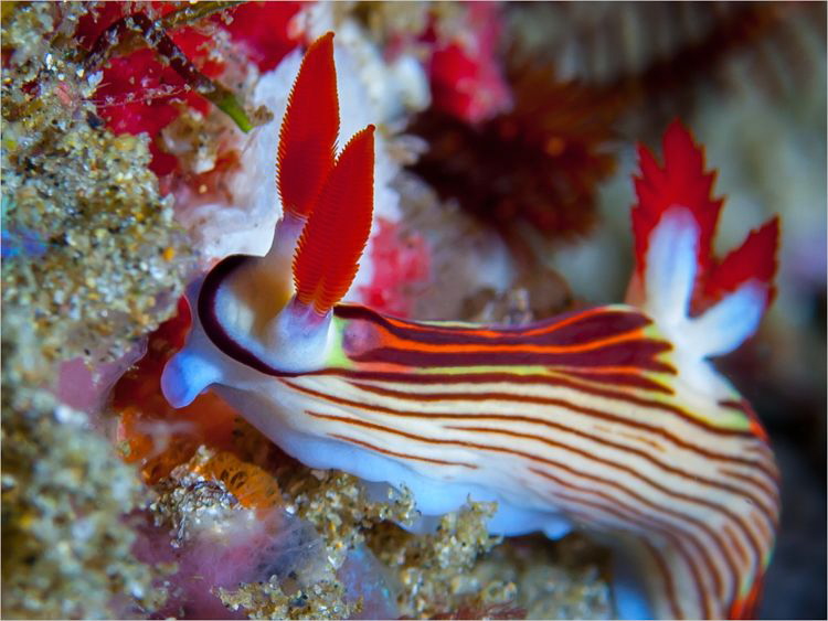A golden Nembrotha, Nembrotha aurea on Hotspots reef. by Chris Pienaar 