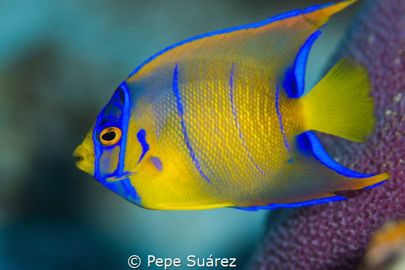 Juvenile Queen Angelfish @Cozumel by Pepe Suárez 