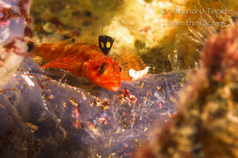 Litle red Fish, Cape Marshall Galápagos by Alejandro Topete 