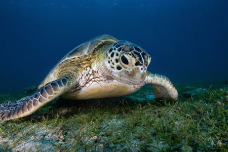 Feeding turtle by Takma Lherminier 
