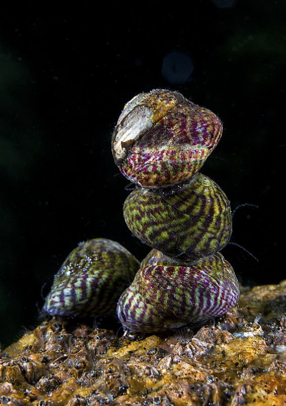 Top shells - Aughrus, Connemara by Mark Thomas 