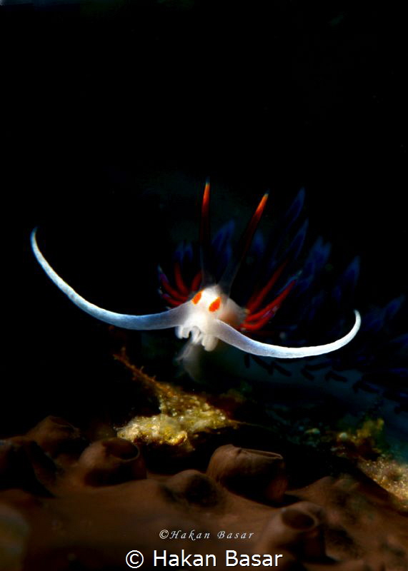 Cratena Peregrina taken with snoot . It was taken at trai... by Hakan Basar 