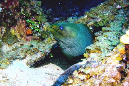 Taken 1/9/2006 in Roatan, Honduras. Shot ISO 80 with 12mm... by Gary Schlei 