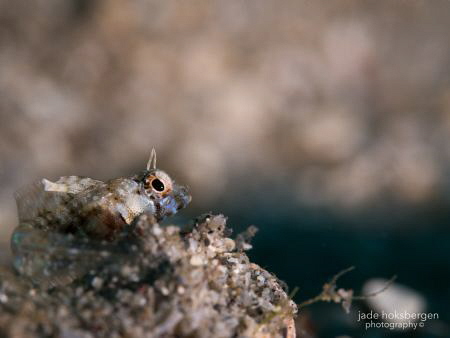 "Sly, but Shy" 
Juvenile Sailfin Blenny (Emblemaria pand... by Jade Hoksbergen 