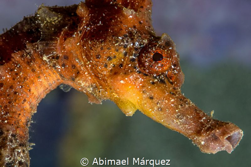 Profile by Abimael Márquez 