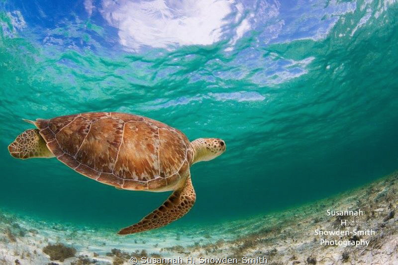 One of the beautiful wild turtles that live inside the ba... by Susannah H. Snowden-Smith 