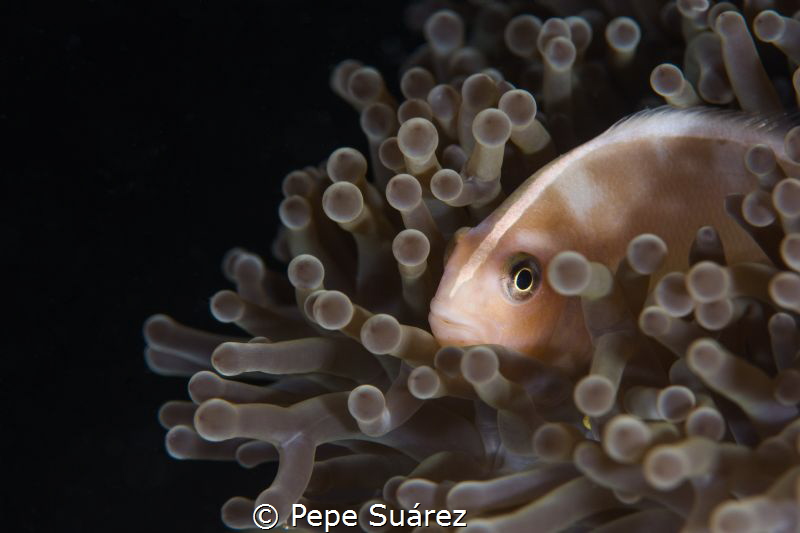 Anemone fish on a night dive @SImilan Islands by Pepe Suárez 