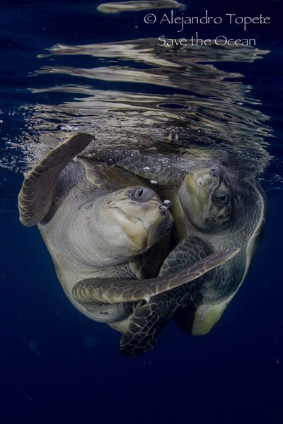 Turtle in the Sea, Puerto Vallarta México by Alejandro Topete 