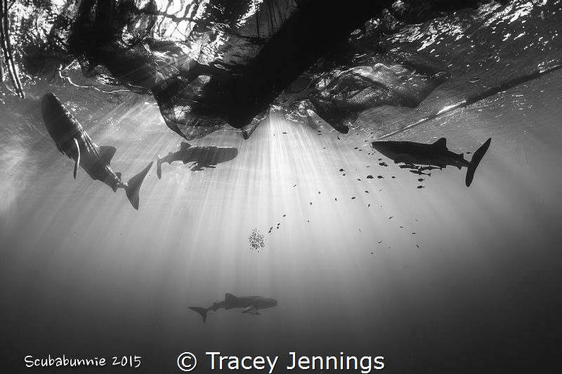 How many? by Tracey Jennings 