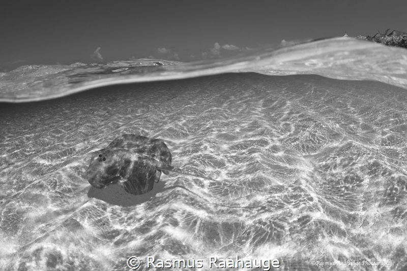 In the north Ari Atoll small stingrays came close to shor... by Rasmus Raahauge 