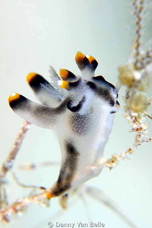 Thecacera sp. feeding by Danny Van Belle 