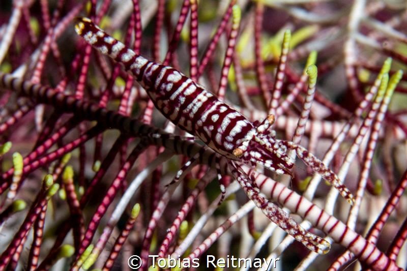Crinoid shrimp, Sabang Wrecks, Puerto Galera by Tobias Reitmayr 
