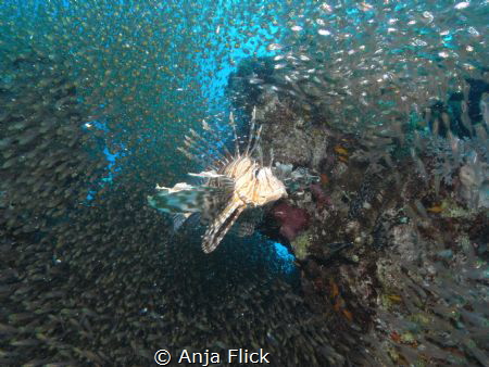 Queen Lion Fish and her follower by Anja Flick 