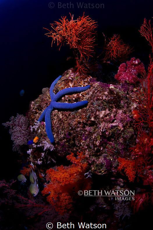 Blue Sea Star (Linckia laevigata). 
Over 2,000 sea star ... by Beth Watson 