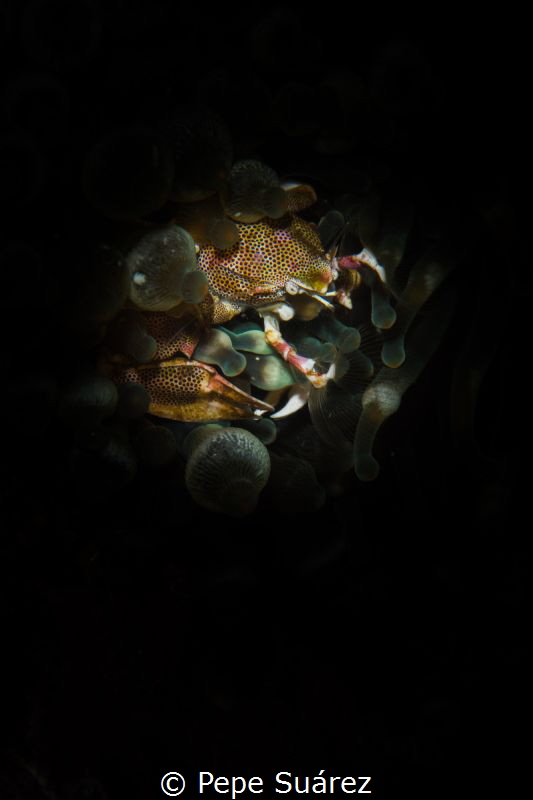 Porcelain crab on its anemone by Pepe Suárez 
