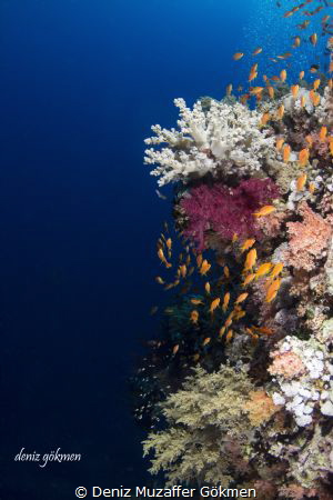 Colourful corals by Deniz Muzaffer Gökmen 