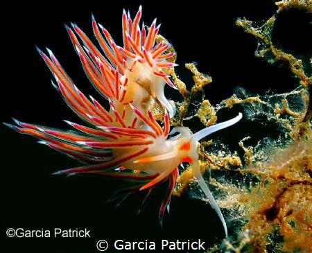 Cratena Peregrina by Garcia Patrick 