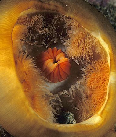 Inside a plumose anemone.
Sound of Mull.
60mm. by Mark Thomas 