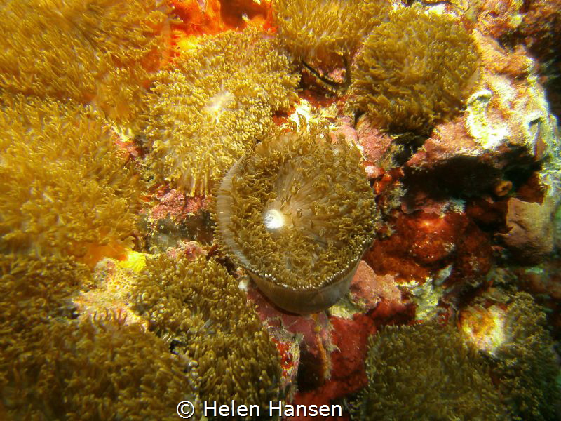 Beautiful Anemone by Helen Hansen 