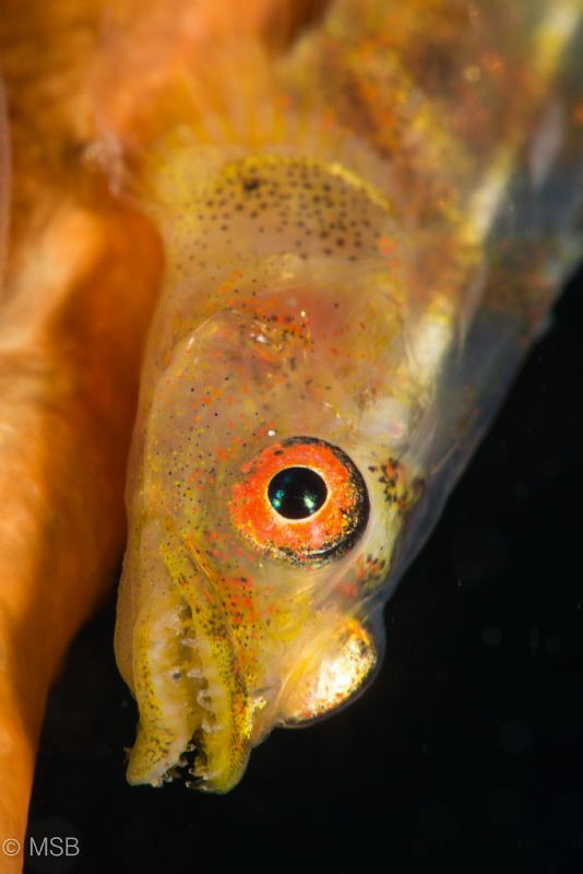 Wire coral goby. by Mehmet Salih Bilal 