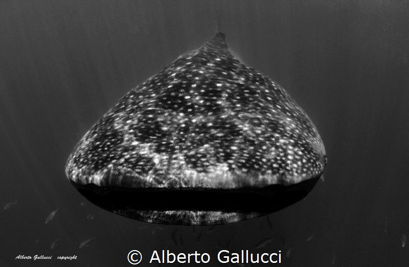 Face to face by Alberto Gallucci 